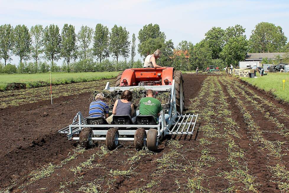 Planten van veenbessen is economisch gezien geen alternatief voor melkveehouderij. 