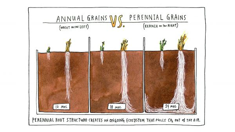 Verschil in wortelgroei tussen eenjarig en meerjarig Kernza.